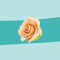 Zuckerrose apricot