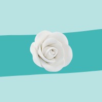 Zuckerrose weiß